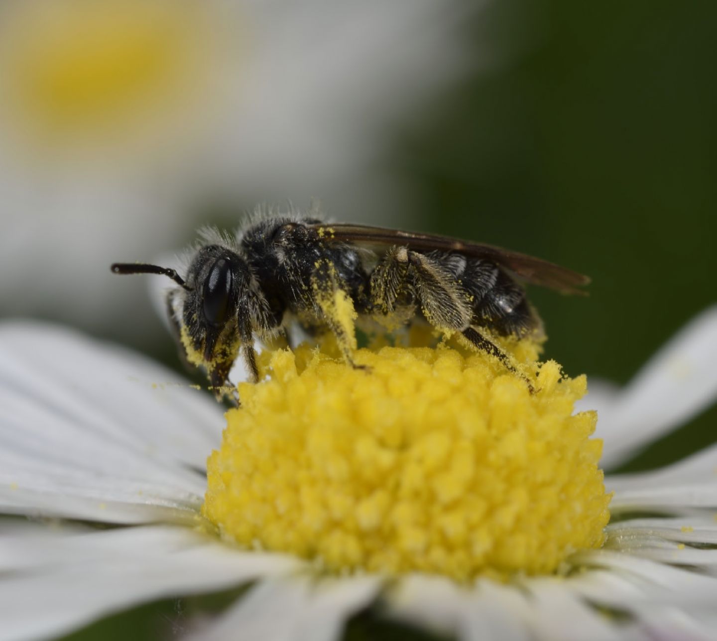 Apidae Andreninae:   Andrena sp., femmina